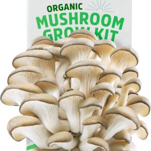 Back to the Roots Organic Oyster Mushroom Grow Kit, Harvest Gourmet Mushrooms In 10 Days